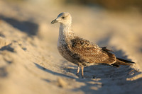 Ring-billed Gull, Fort Lauderdale Beach,  Florida, February 2020