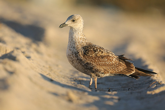 Ring-billed Gull, Fort Lauderdale Beach,  Florida, February 2020