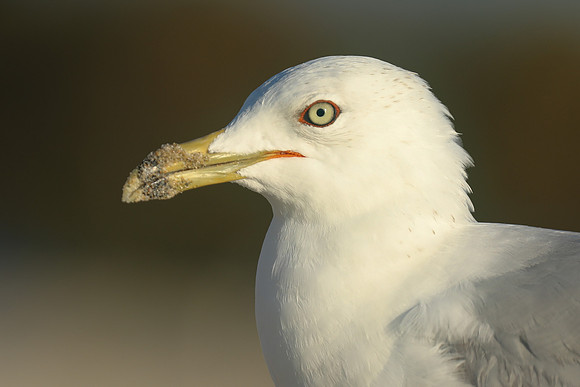 Ring-billed Gull, Fort Lauderdale Beach,  Florida, February 2020