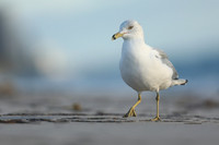 Ring-billed Gull, Fort Lauderdale Beach,  Florida, February 2020