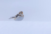 Snow Bunting, Cairngorms, February 2026