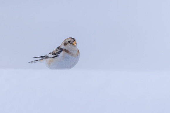 Snow Bunting, Cairngorms, February 2026