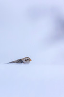 Snow Bunting, Cairngorms, February 2026