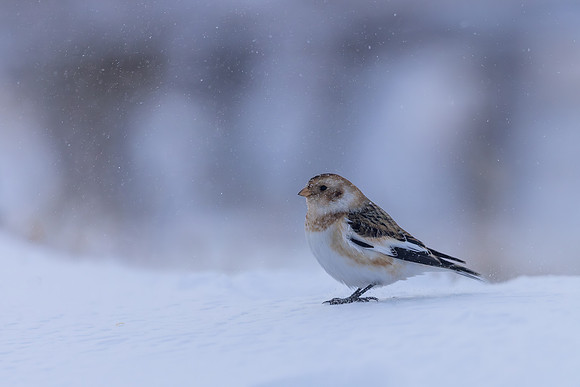Snow Bunting, Cairngorms, February 2026