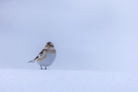 Snow Bunting, Cairngorms, February 2026