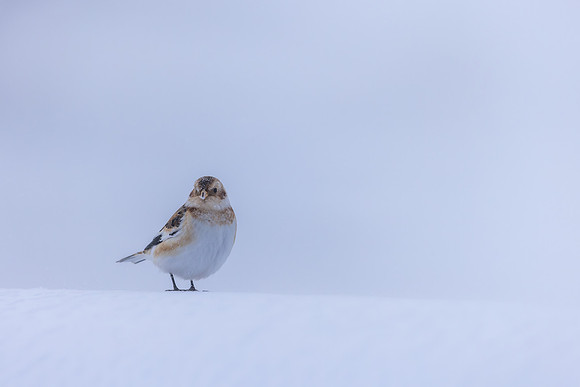 Snow Bunting, Cairngorms, February 2026