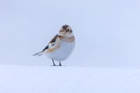 Snow Bunting, Cairngorms, February 2026