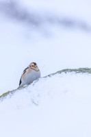 Snow Bunting, Cairngorms, February 2026