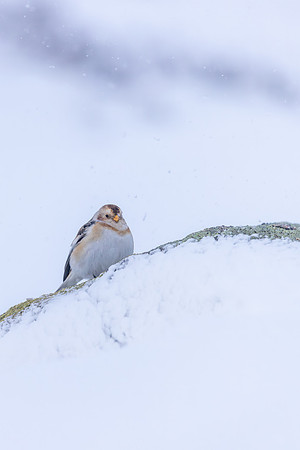Snow Bunting, Cairngorms, February 2026