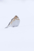 Snow Bunting, Cairngorms, February 2026