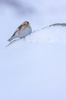 Snow Bunting, Cairngorms, February 2026