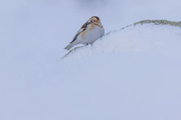 Snow Bunting, Cairngorms, February 2026