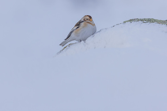 Snow Bunting, Cairngorms, February 2026