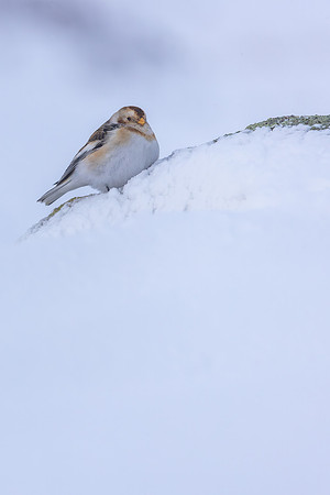 Snow Bunting, Cairngorms, February 2026