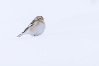 Snow Bunting, Cairngorms, February 2026