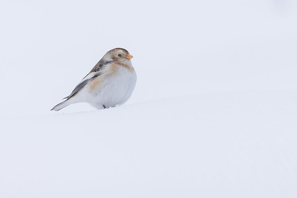 Snow Bunting, Cairngorms, February 2026