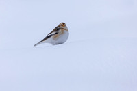 Snow Bunting, Cairngorms, February 2026