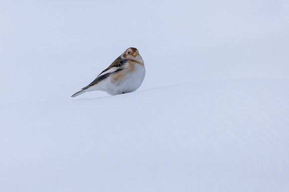 Snow Bunting, Cairngorms, February 2026