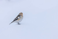 Snow Bunting, Cairngorms, February 2026