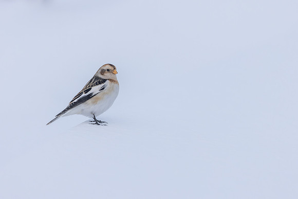 Snow Bunting, Cairngorms, February 2026
