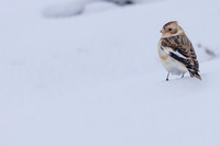 Snow Bunting, Cairngorms, February 2026