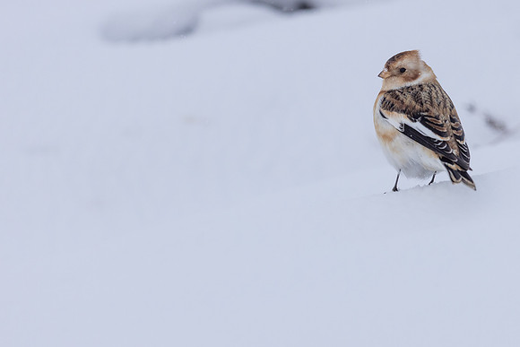 Snow Bunting, Cairngorms, February 2026