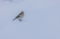 Snow Bunting, Cairngorms, February 2026