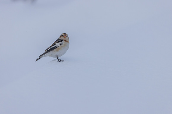 Snow Bunting, Cairngorms, February 2026