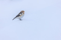 Snow Bunting, Cairngorms, February 2026
