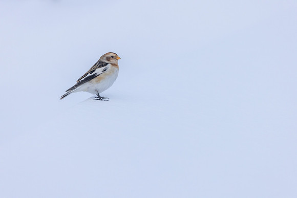 Snow Bunting, Cairngorms, February 2026