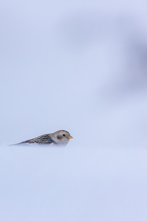 Snow Bunting, Cairngorms, February 2026