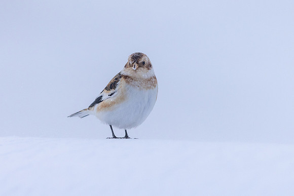 Snow Bunting, Cairngorms, February 2026