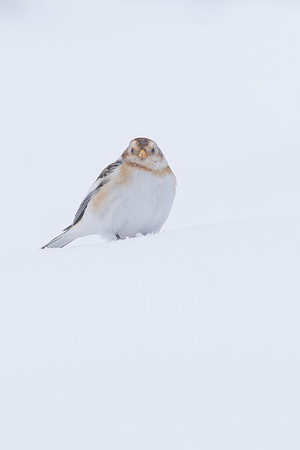 Snow Bunting, Cairngorms, February 2026
