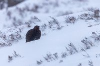 Red Grouse