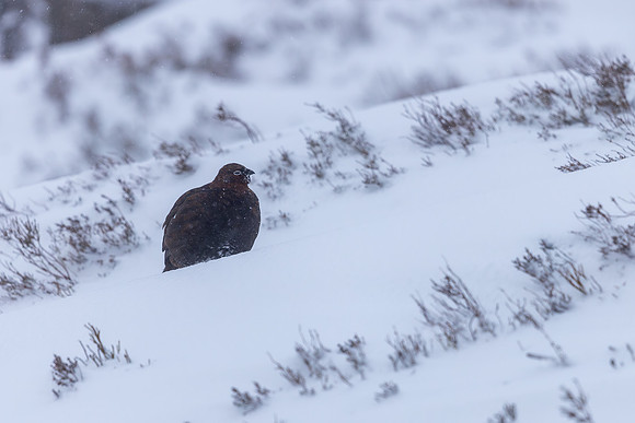 Red Grouse, Cairngorms, February 2026