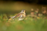 Fieldfare, Tockington, Decemeber 2022