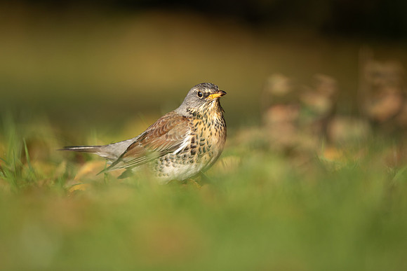 Fieldfare, Tockington, Decemeber 2022