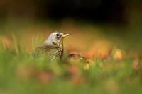 Fieldfare, Tockington, Decemeber 2022
