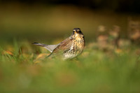 Fieldfare, Tockington, Decemeber 2022