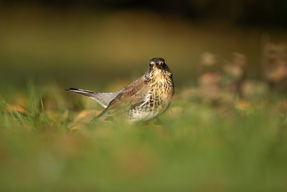Fieldfare, Tockington, Decemeber 2022