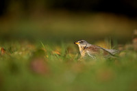 Fieldfare, Tockington, Decemeber 2022