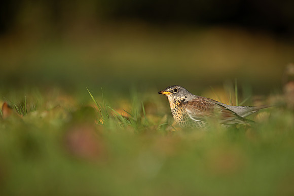 Fieldfare, Tockington, Decemeber 2022