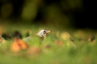 Fieldfare, Tockington, Decemeber 2022