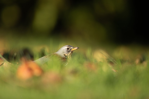 Fieldfare, Tockington, Decemeber 2022