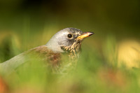Fieldfare, Tockington, Decemeber 2022