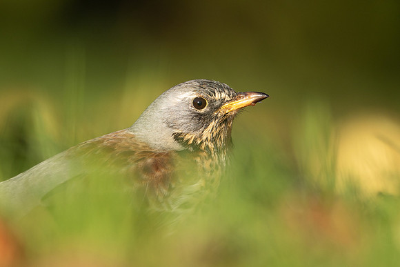 Fieldfare, Tockington, Decemeber 2022