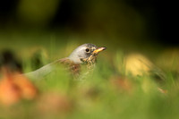 Fieldfare, Tockington, Decemeber 2022