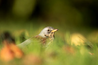 Fieldfare, Tockington, Decemeber 2022