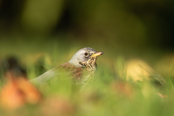 Fieldfare, Tockington, Decemeber 2022
