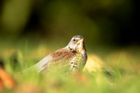 Fieldfare, Tockington, Decemeber 2022